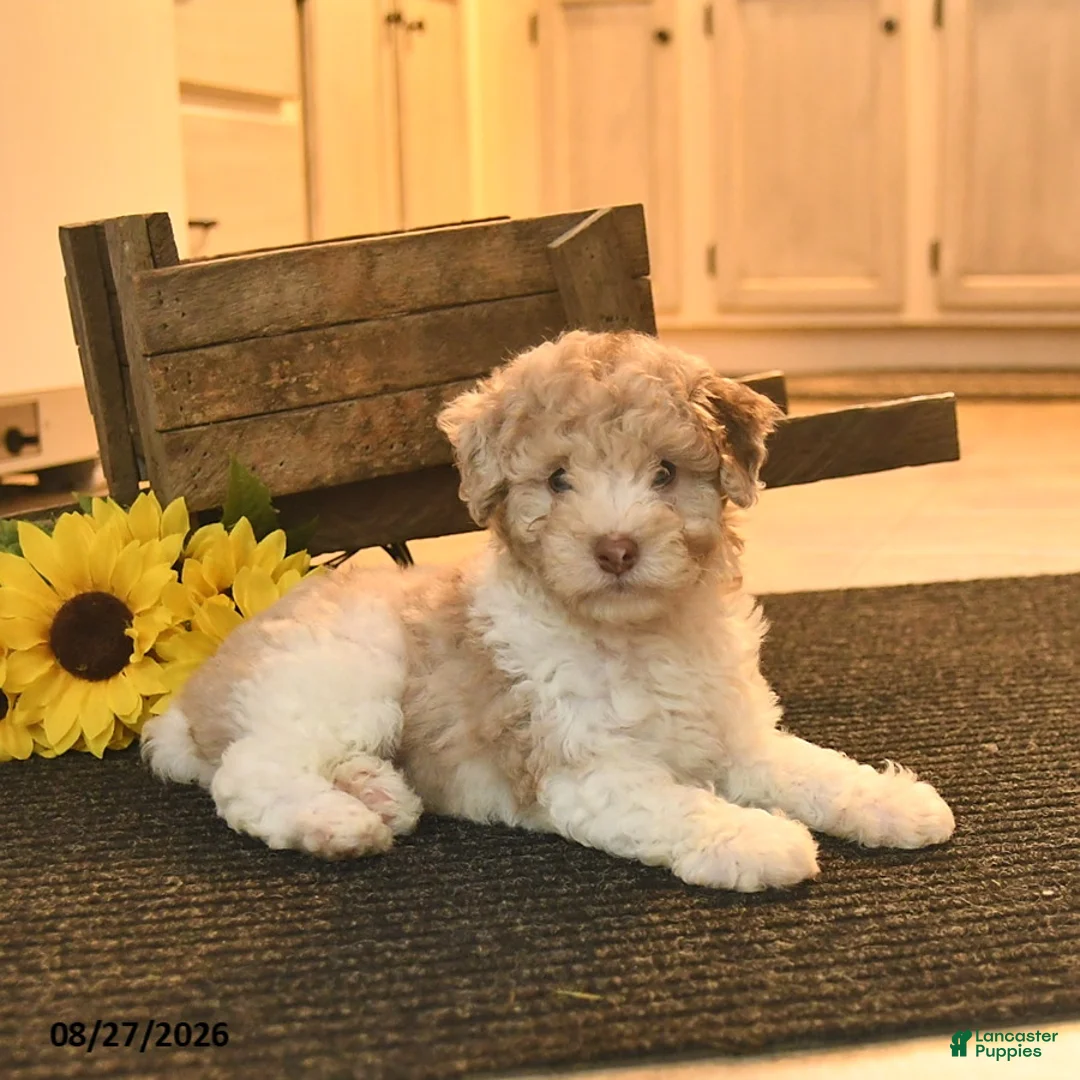Toy Poodle dogs for sale: Shadow  - Ad 1