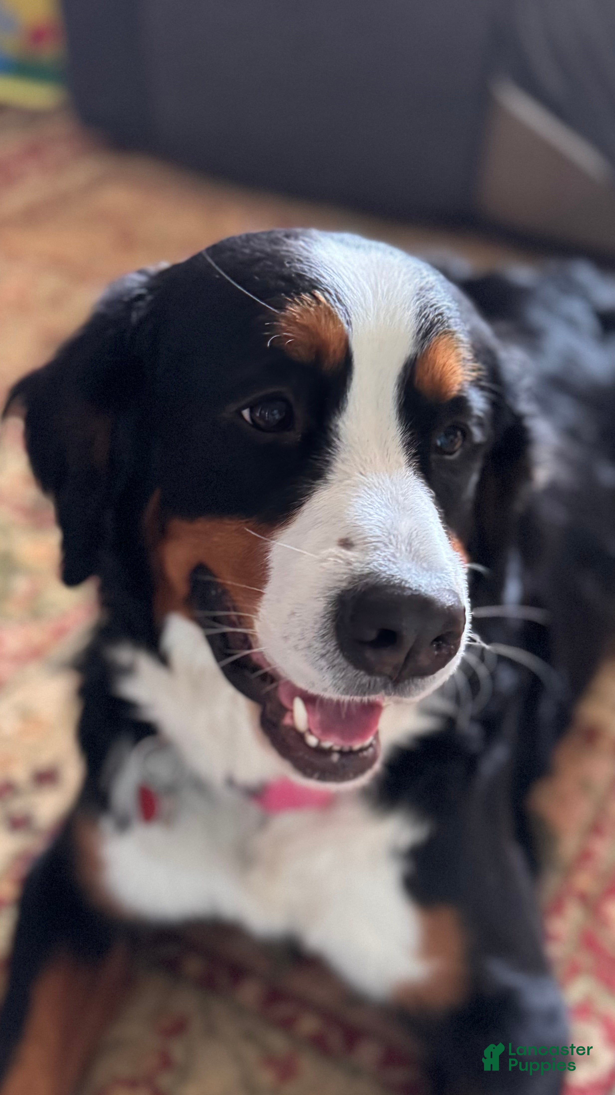 Delilah 