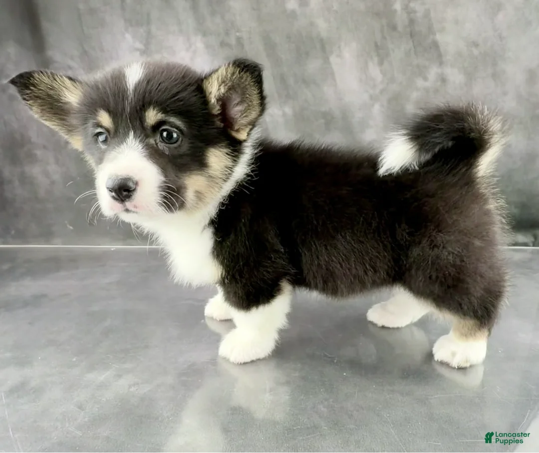 Welsh Corgi Pembroke dogs for sale: Penny Tailed Baby ❤️ - Ad 3