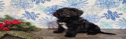Mini Bernedoodle dogs for sale: Grace - Ad 7