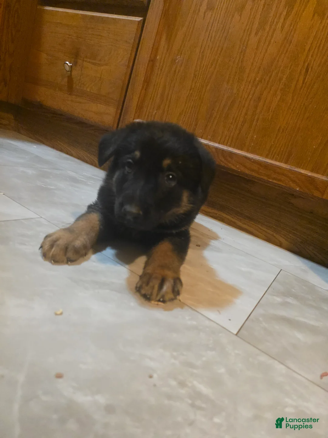 German Shepherd dogs for sale: Max - Ad 2