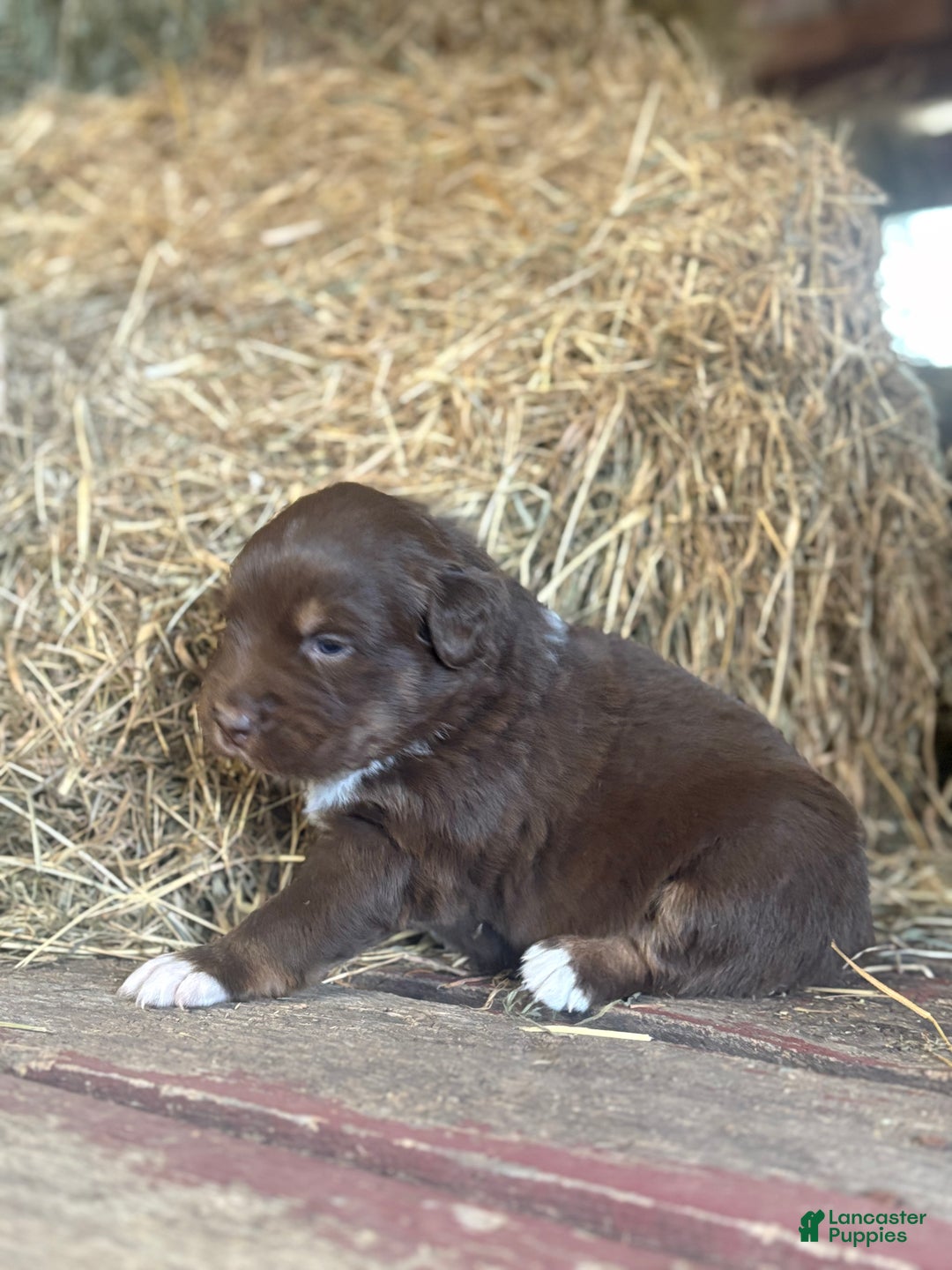 Australian Shepherd dogs for sale: Lara - Ad 3