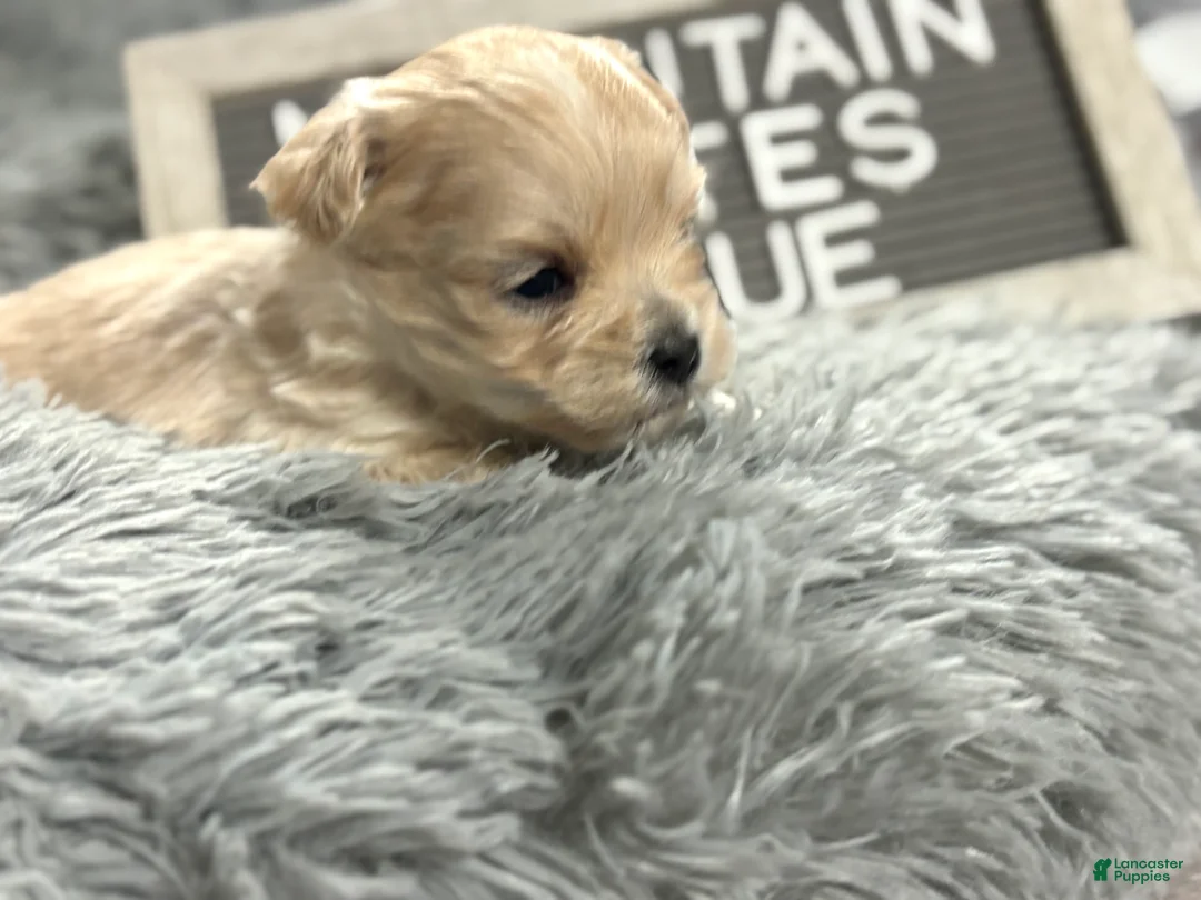 Maltipoo dogs for sale: Tiny BLUE - Ad 2
