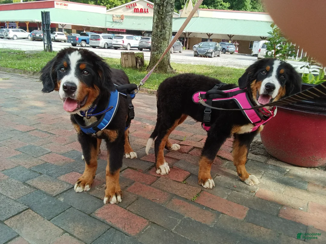 Bernese Mountain Dog dogs for sale: Bernese Mountain Dog 1 - Ad 1