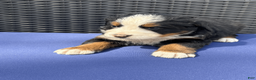 Bernese Mountain Dog dogs for sale: Baileys - Ad 1