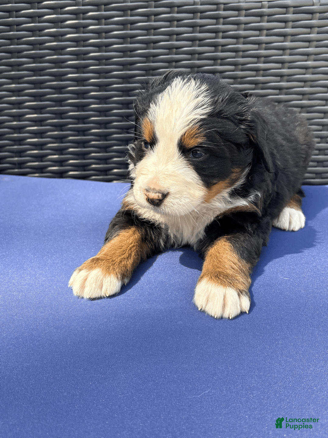 Bernese Mountain Dog dogs for sale: Baileys - Ad 1