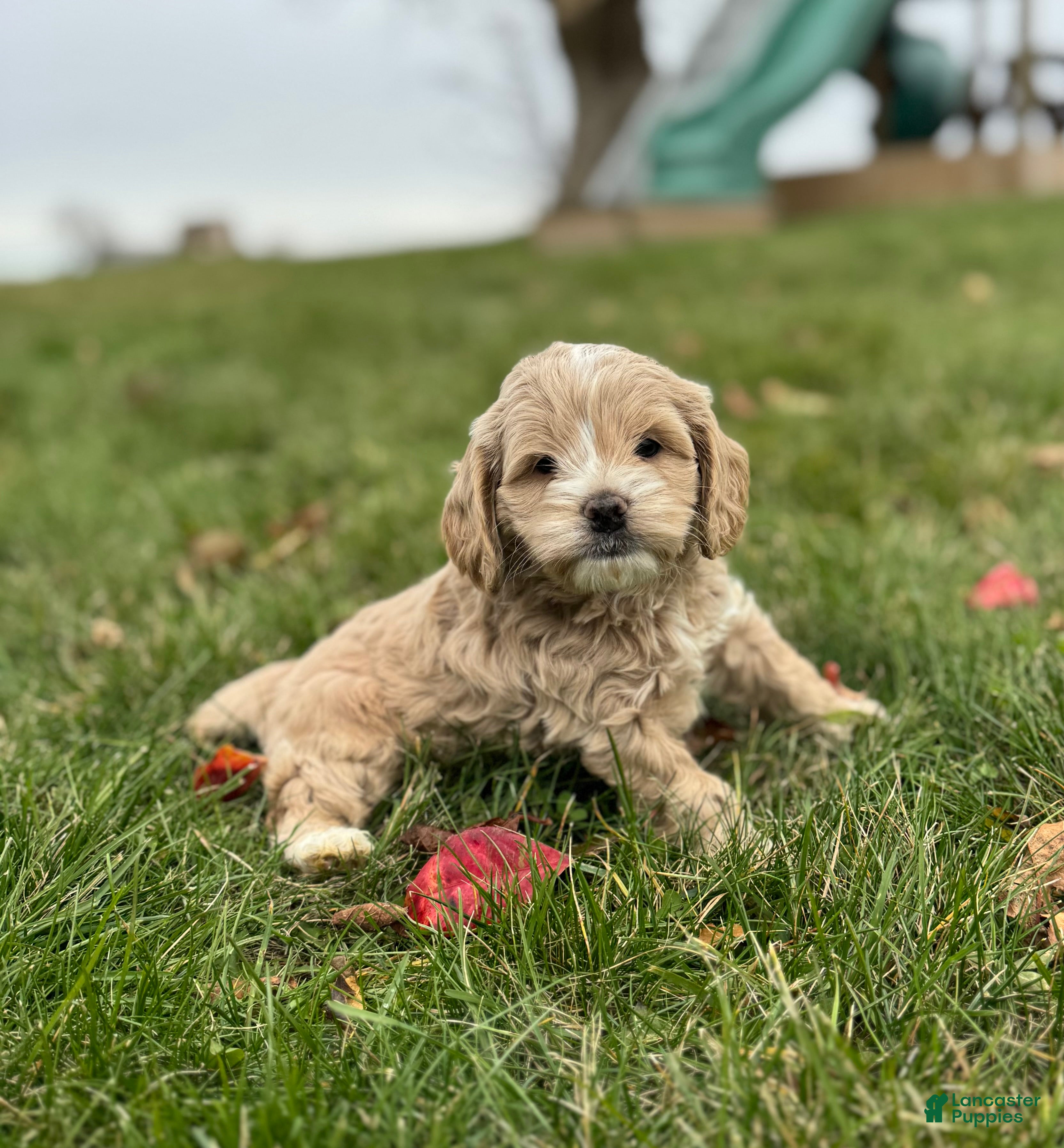 Cockapoo dogs Pixie - Ad 26