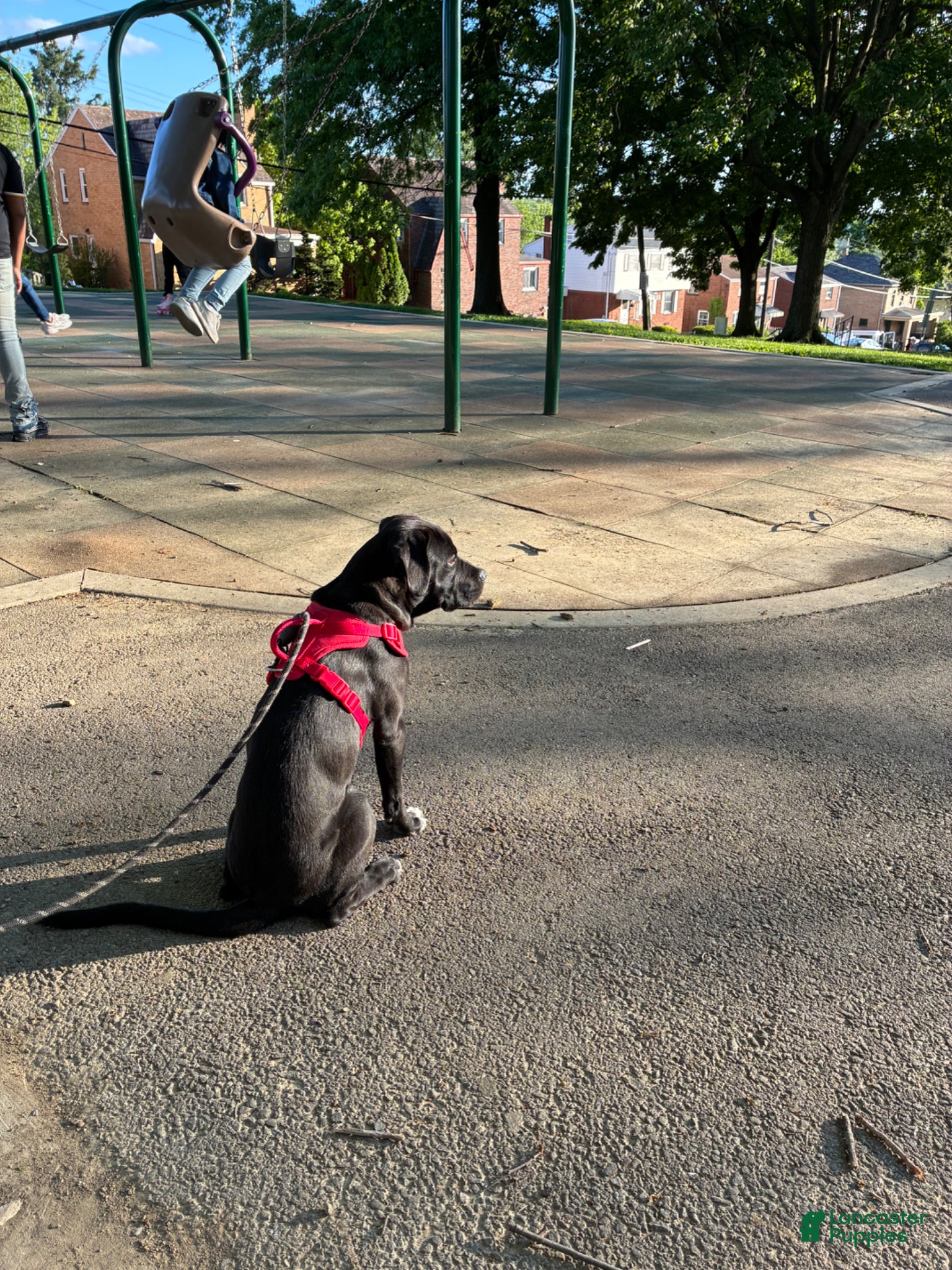 Mixed Breed dogs for sale: Kanesley - Ad 19
