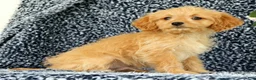 Cavapoo dogs for sale: Wyatt - Ad 9