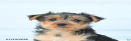 Morkie dogs for sale: Lucy - Ad 5