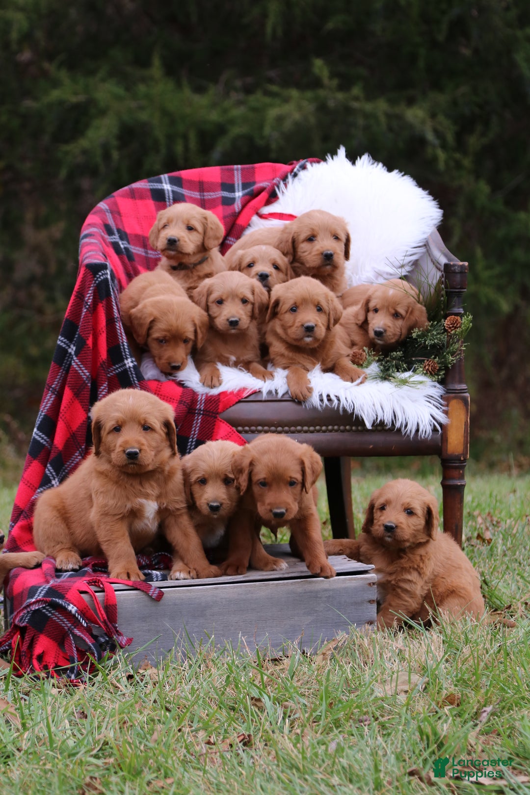 Labradoodle dogs for sale: Cinnamon - Ad 4