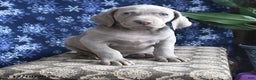 Weimaraner dogs for sale: Dylan - Ad 3
