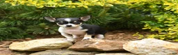 Chihuahua dogs for sale: Chase - Ad 1