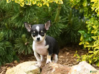 Chihuahua dogs for sale: Chase - Ad 1