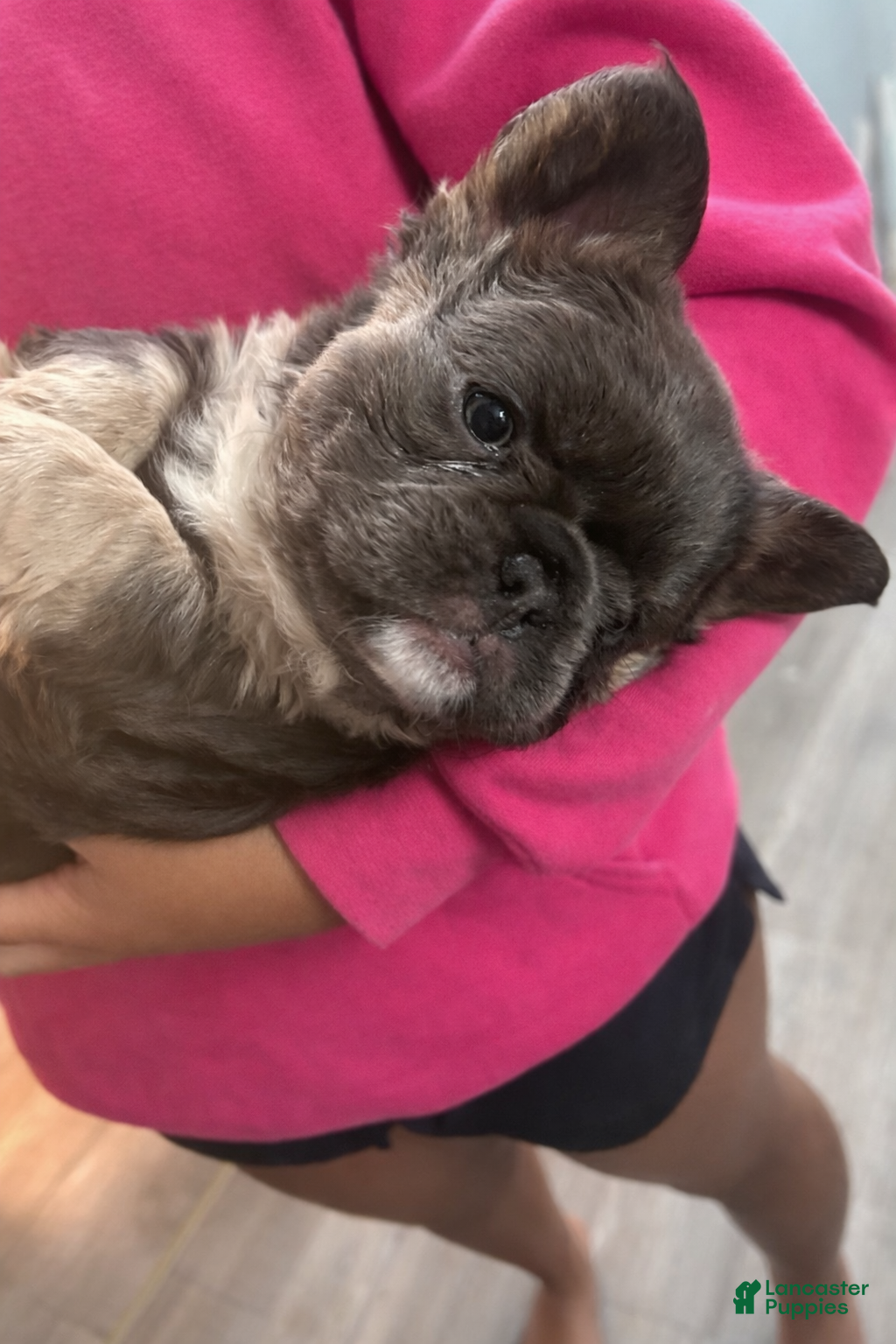 French Bulldog dogs French Bulldog Puppy 2 - Ad 2