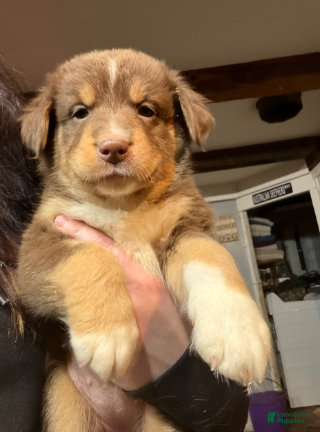 Australian Shepherd dogs Light pink - Ad 12