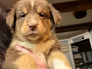 Australian Shepherd dogs Light pink - Ad 12