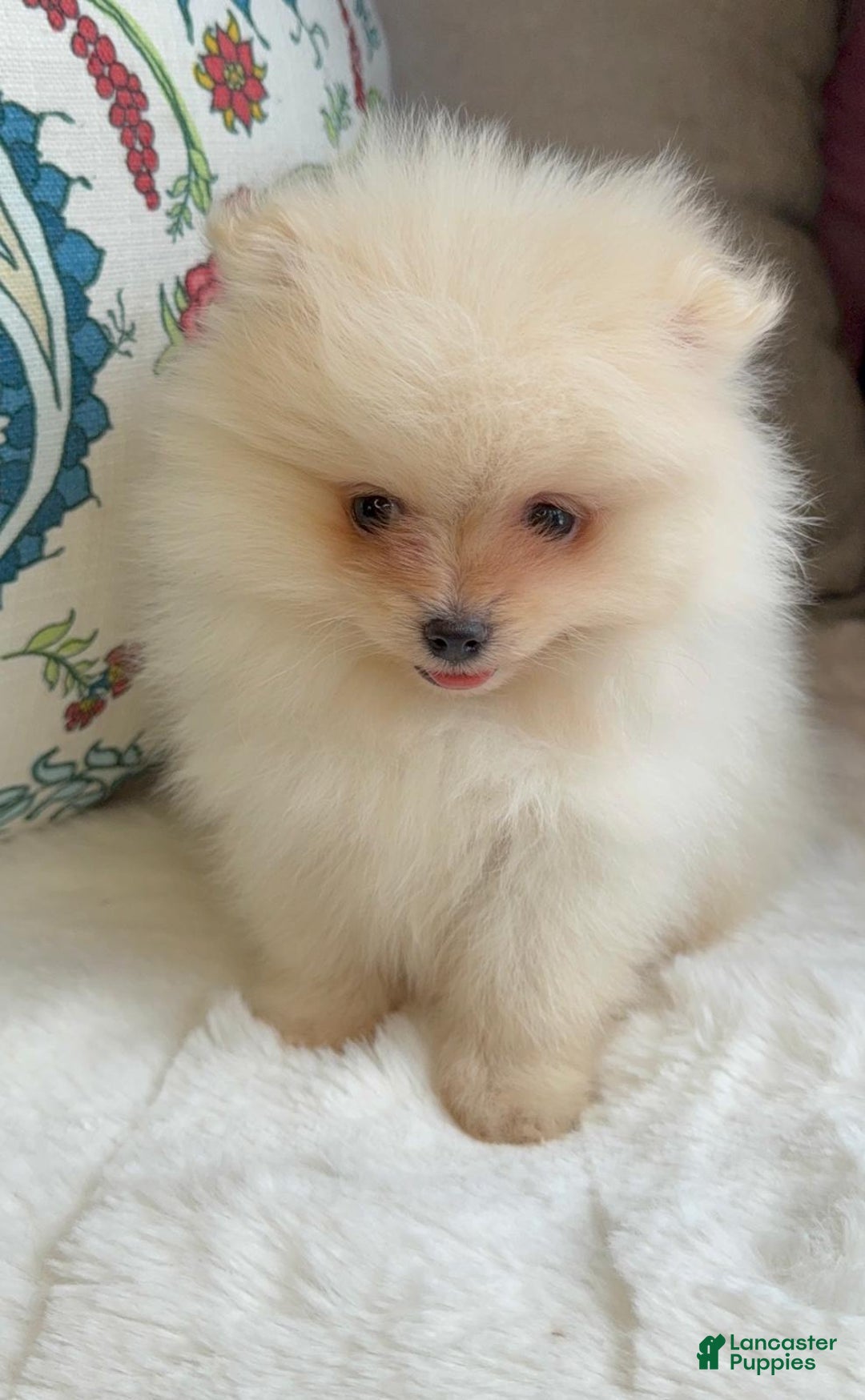 Pomeranian dogs for sale: Pomeranian Puppy Daisy - Ad 8