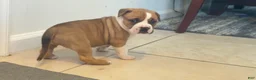 American Bully dogs for sale: American Bully 6 - Ad 2