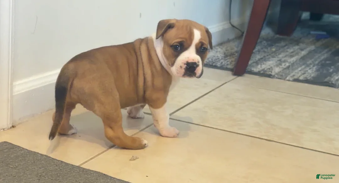 American Bully dogs for sale: American Bully 6 - Ad 2