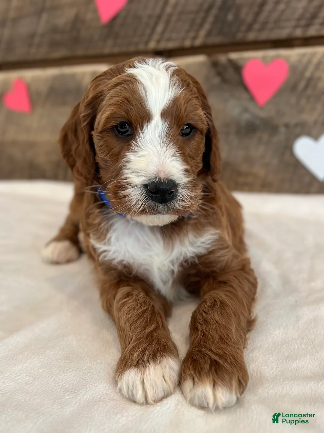 Irish Doodle dogs for sale: Murphy - Ad 7