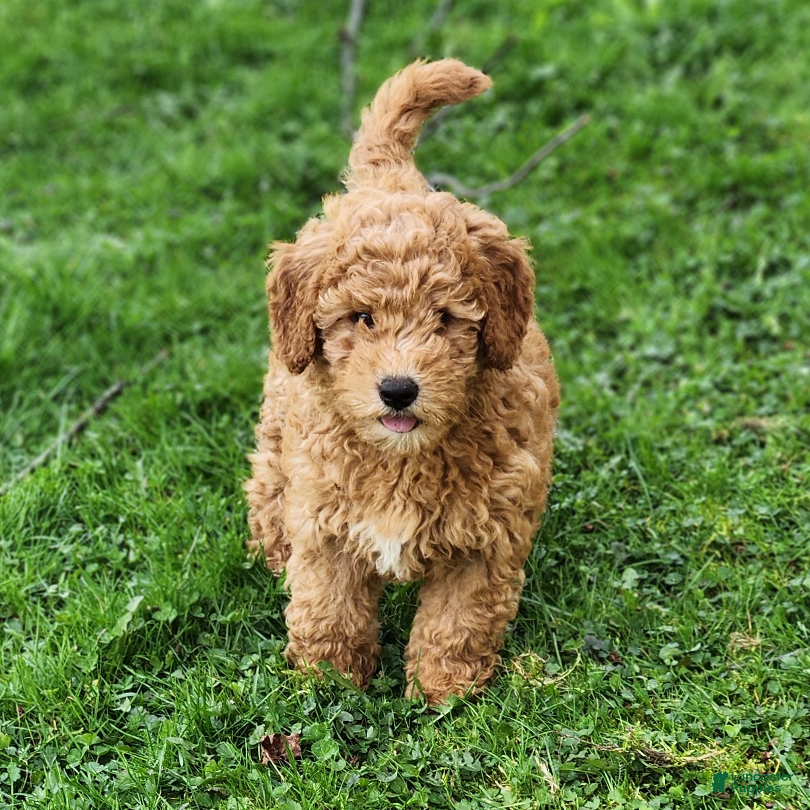 Mini Goldendoodle dogs Cassie - Ad 1