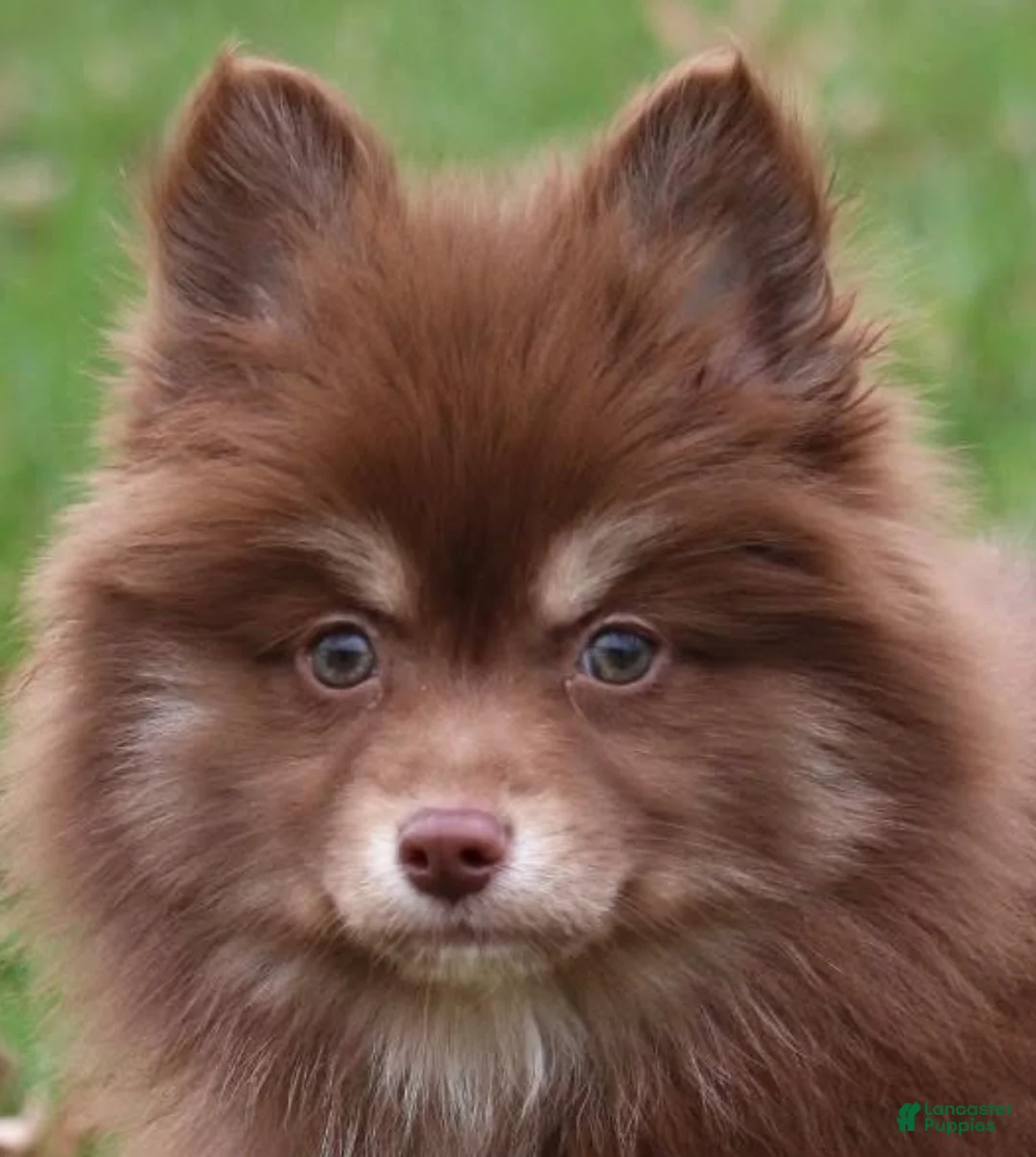 Pomsky dogs for sale: Kisses - Ad 1