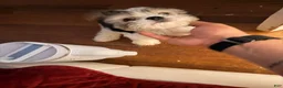 Mixed Breed dogs for sale: Mixed Breed Puppy 2 - Ad 2