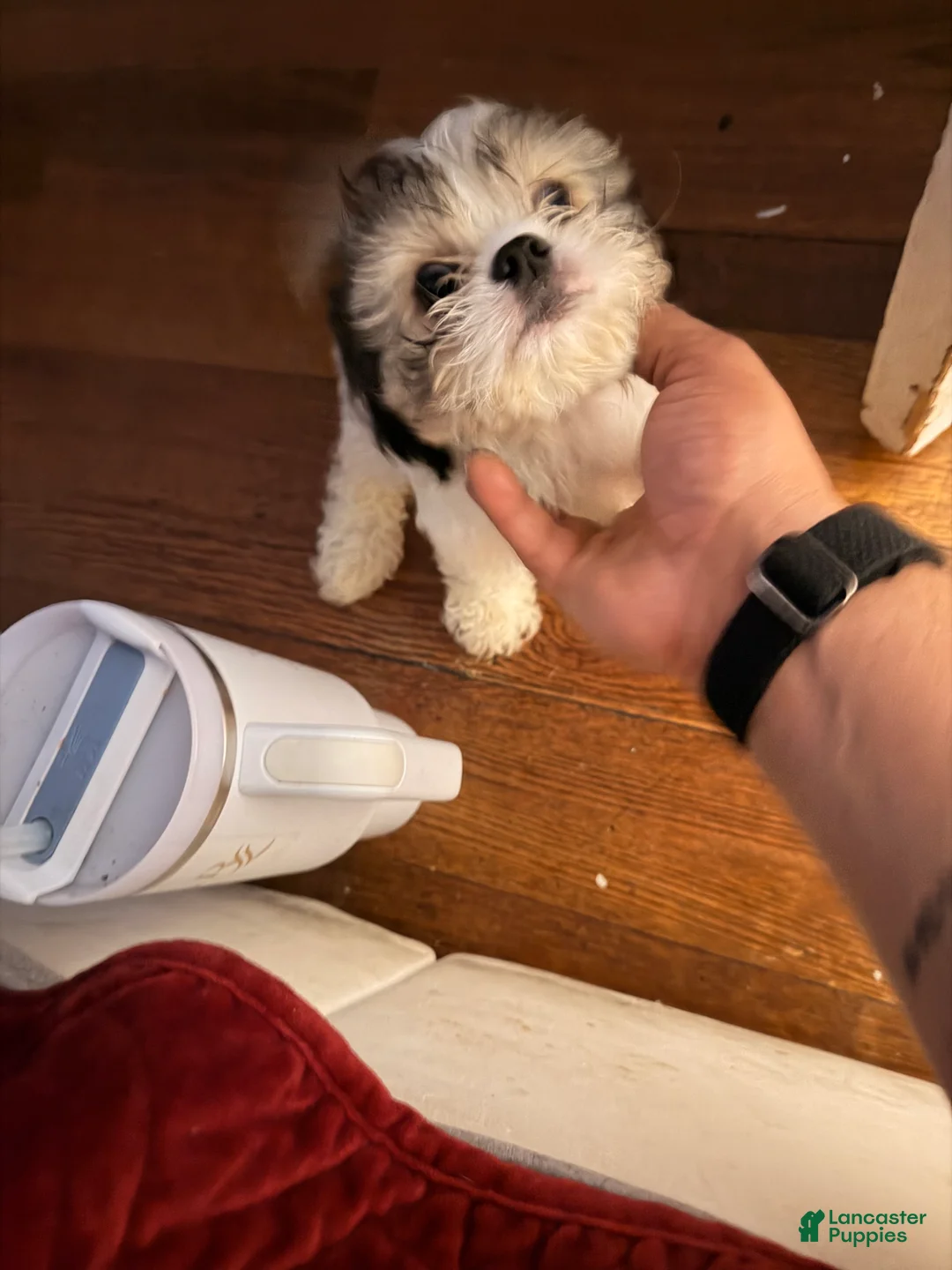 Mixed Breed dogs for sale: Mixed Breed Puppy 2 - Ad 2