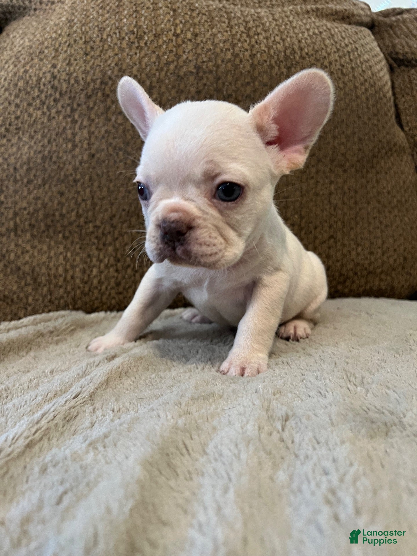 French Bulldog dogs for sale: French Bulldog 5 - Ad 31