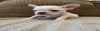 French Bulldog 5