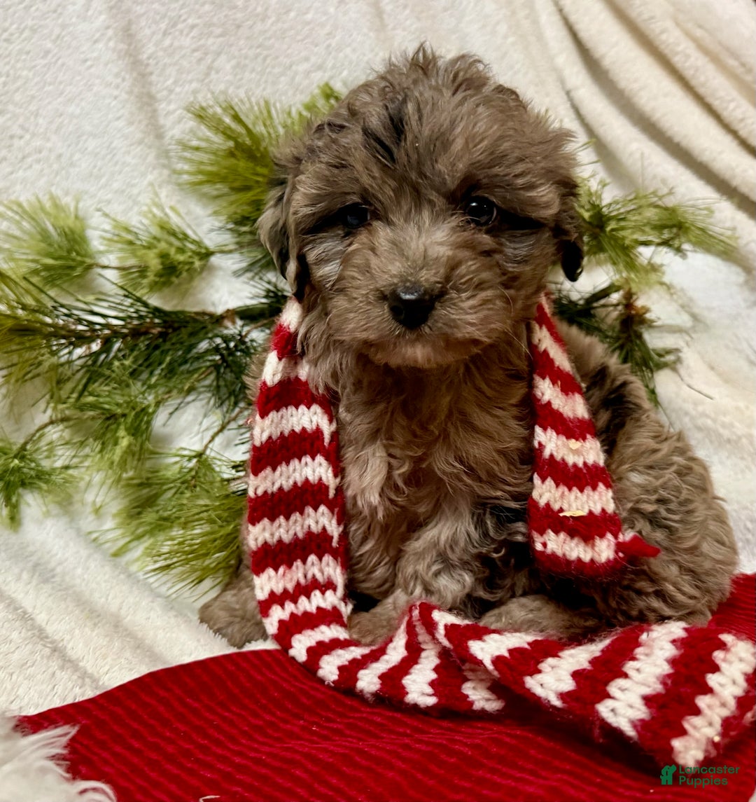 Mini Aussiedoodle dogs for sale: Jax - Ad 2