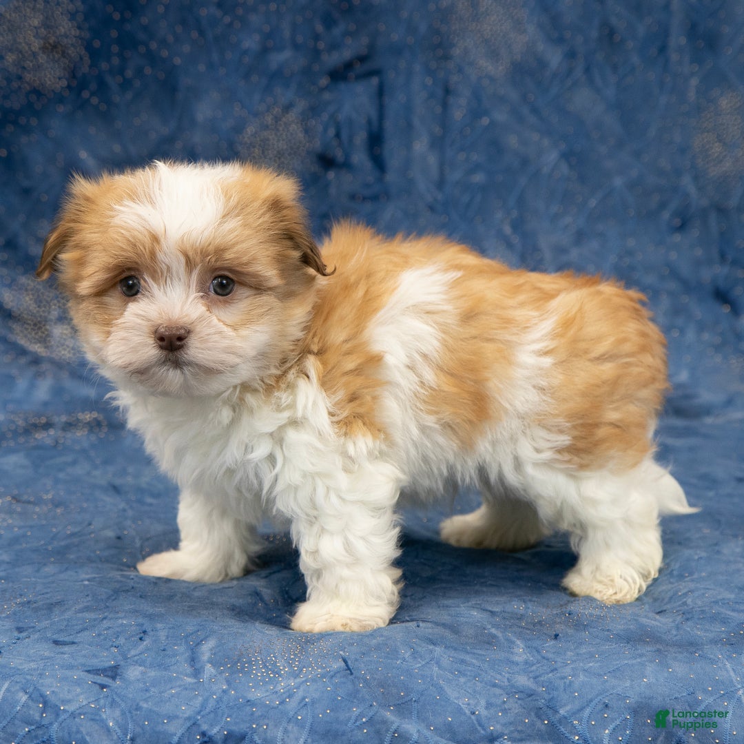 Havapoo dogs for sale: Max - Ad 1