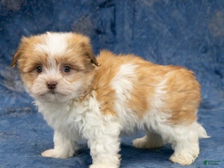 Havapoo dogs Max - Ad 7