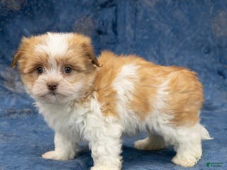 Havapoo dogs Max - Ad 10