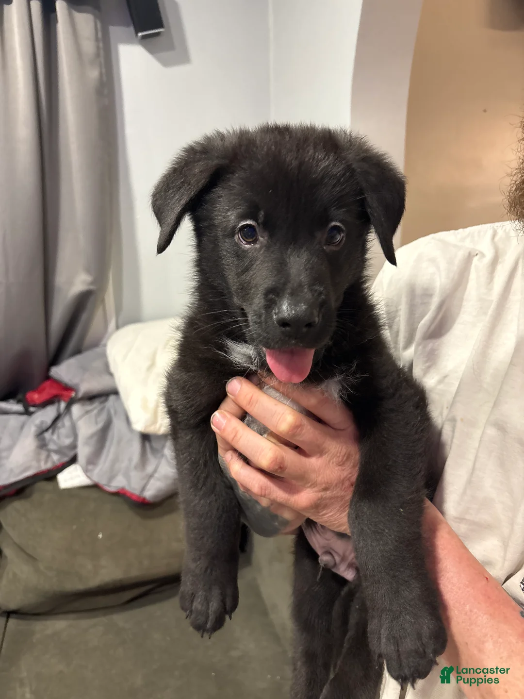 Mixed Breed dogs for sale: Mixed Breed Puppy 3 - Ad 1