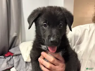 Mixed Breed dogs Mixed Breed Puppy 3 - Ad 10