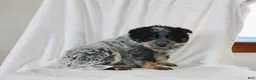 Australian Cattle Dog dogs for sale: Mack  - Ad 6