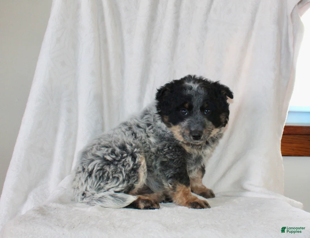 Australian Cattle Dog dogs for sale: Mack  - Ad 6