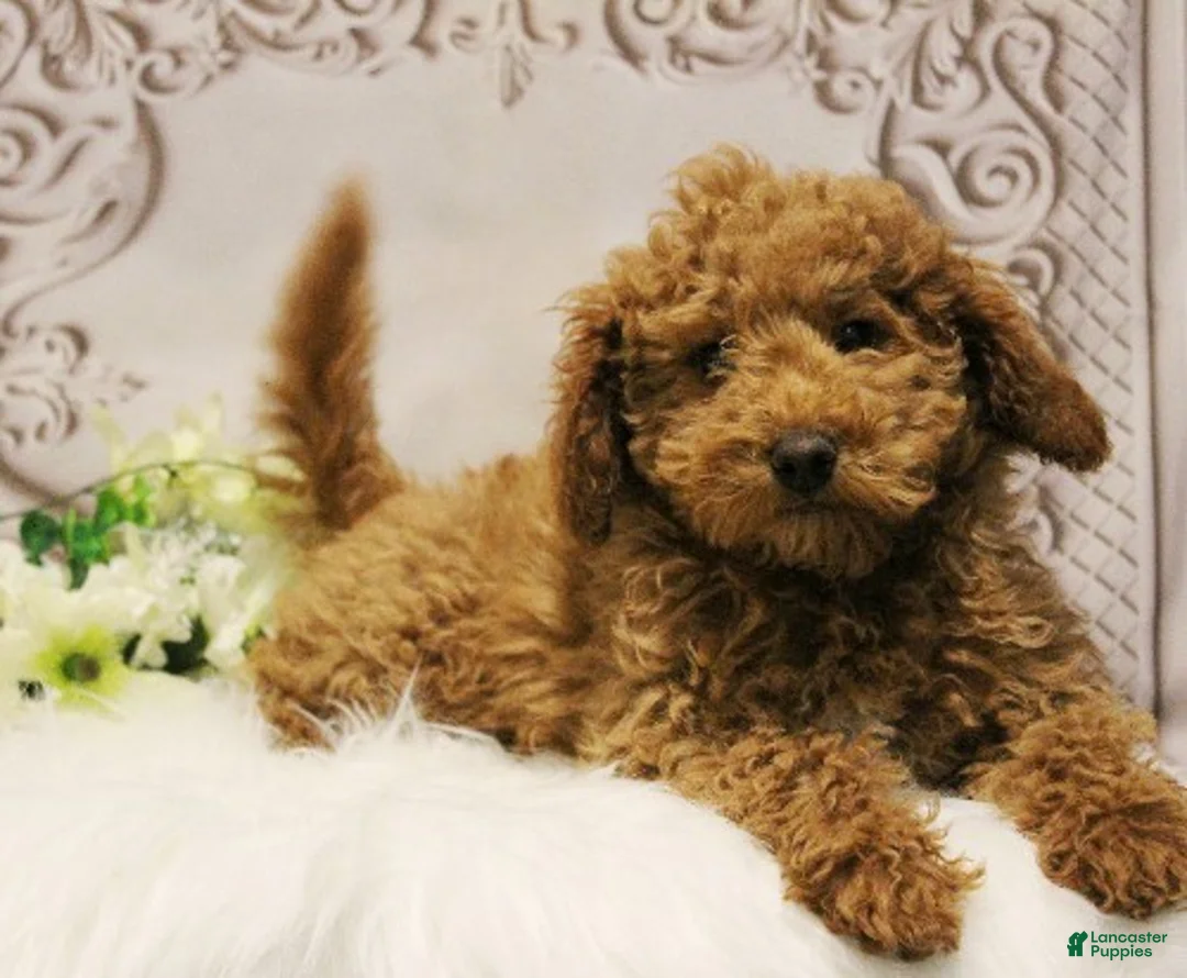 Toy Poodle dogs for sale: Nate - Ad 1