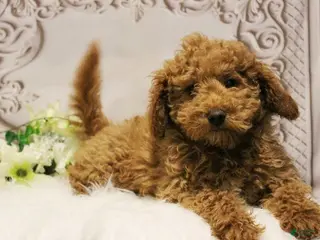 Toy Poodle dogs for sale: Nate - Ad 3