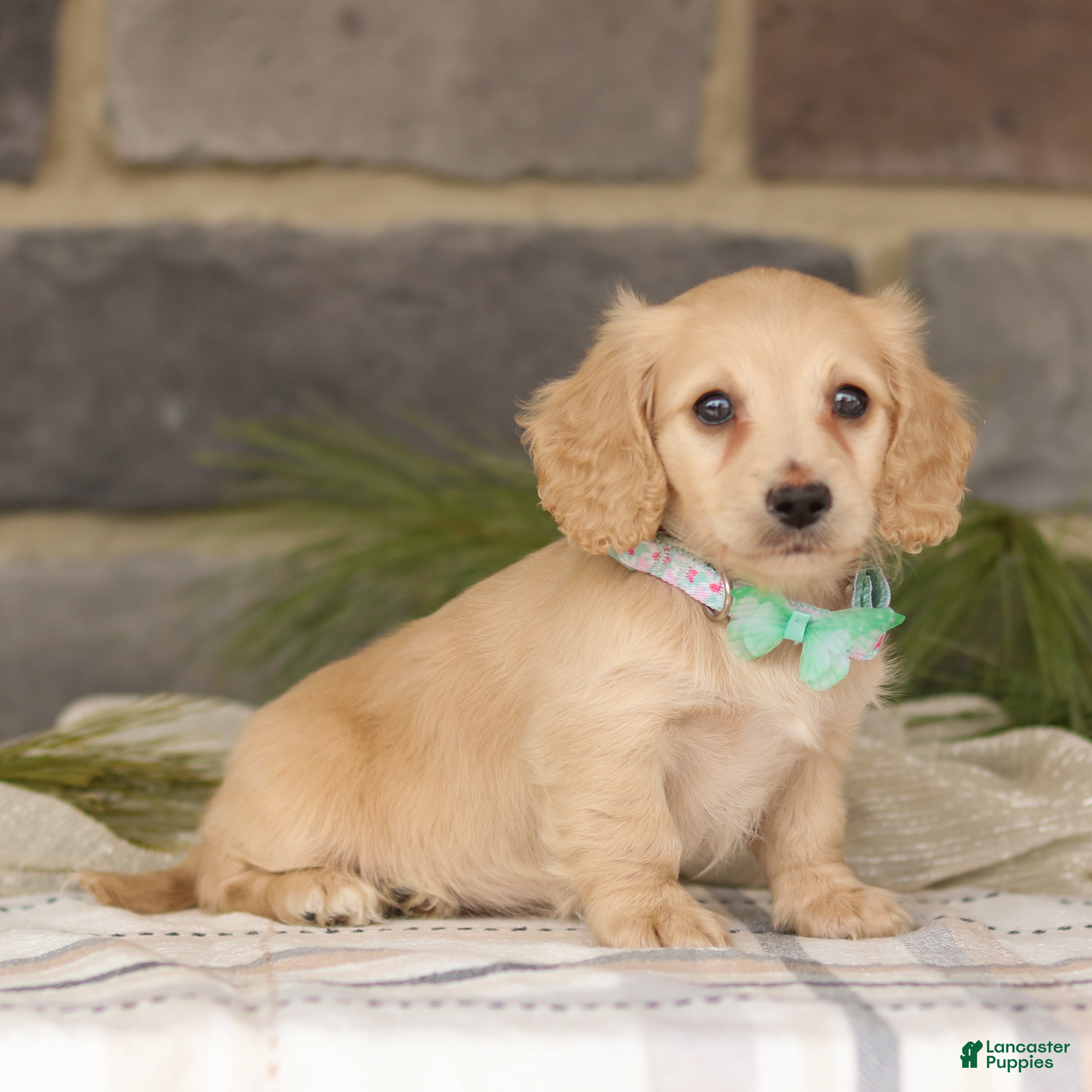Miniature Dachshund dogs Blondie - Ad 2