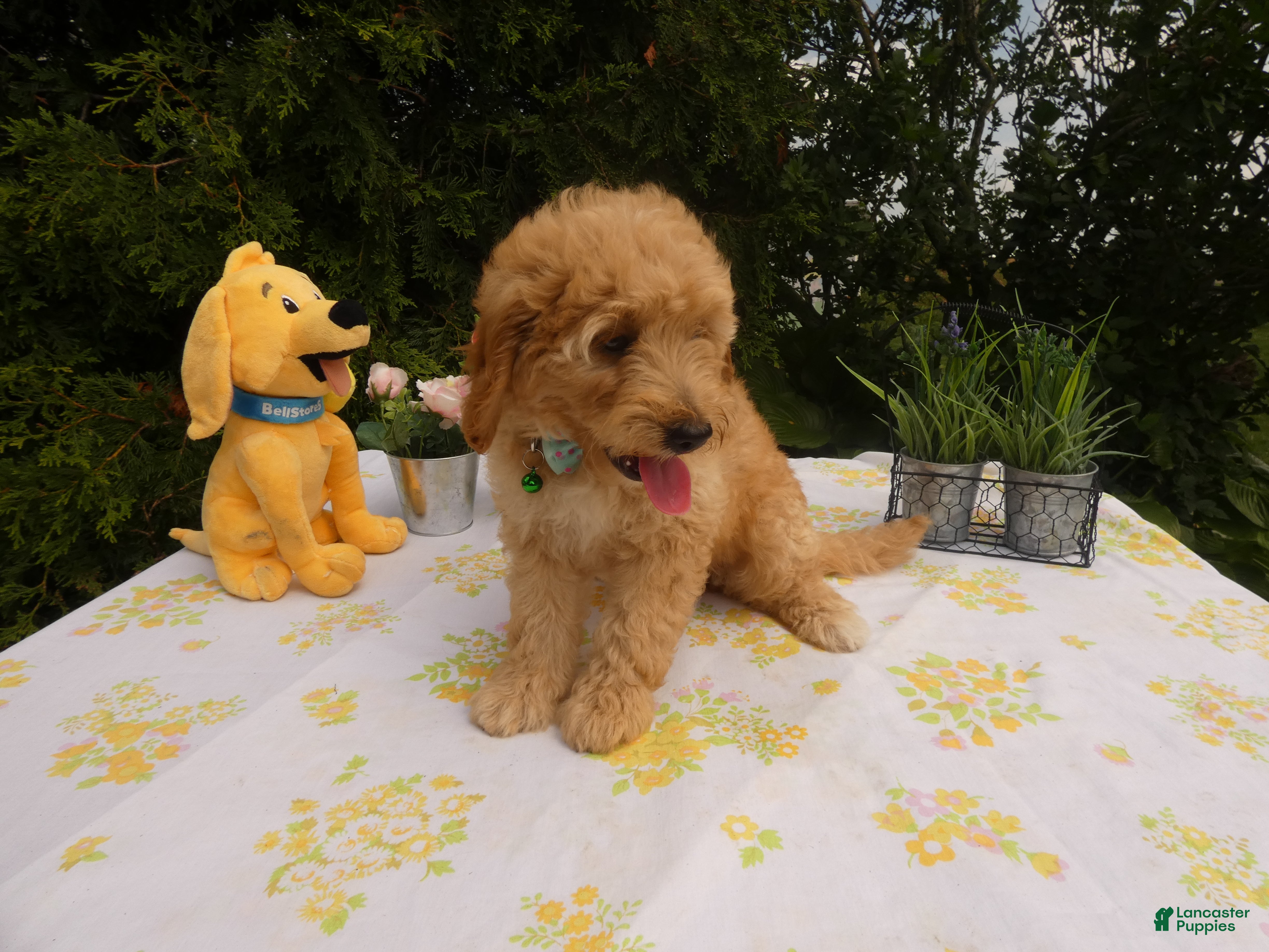 Mini Goldendoodle dogs Goldendoodle 5 Lanny - Ad 2