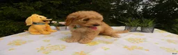 Mini Goldendoodle dogs for sale: Goldendoodle 5 Lanny - Ad 2