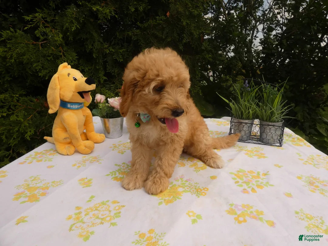 Mini Goldendoodle dogs for sale: Goldendoodle 5 Lanny - Ad 2