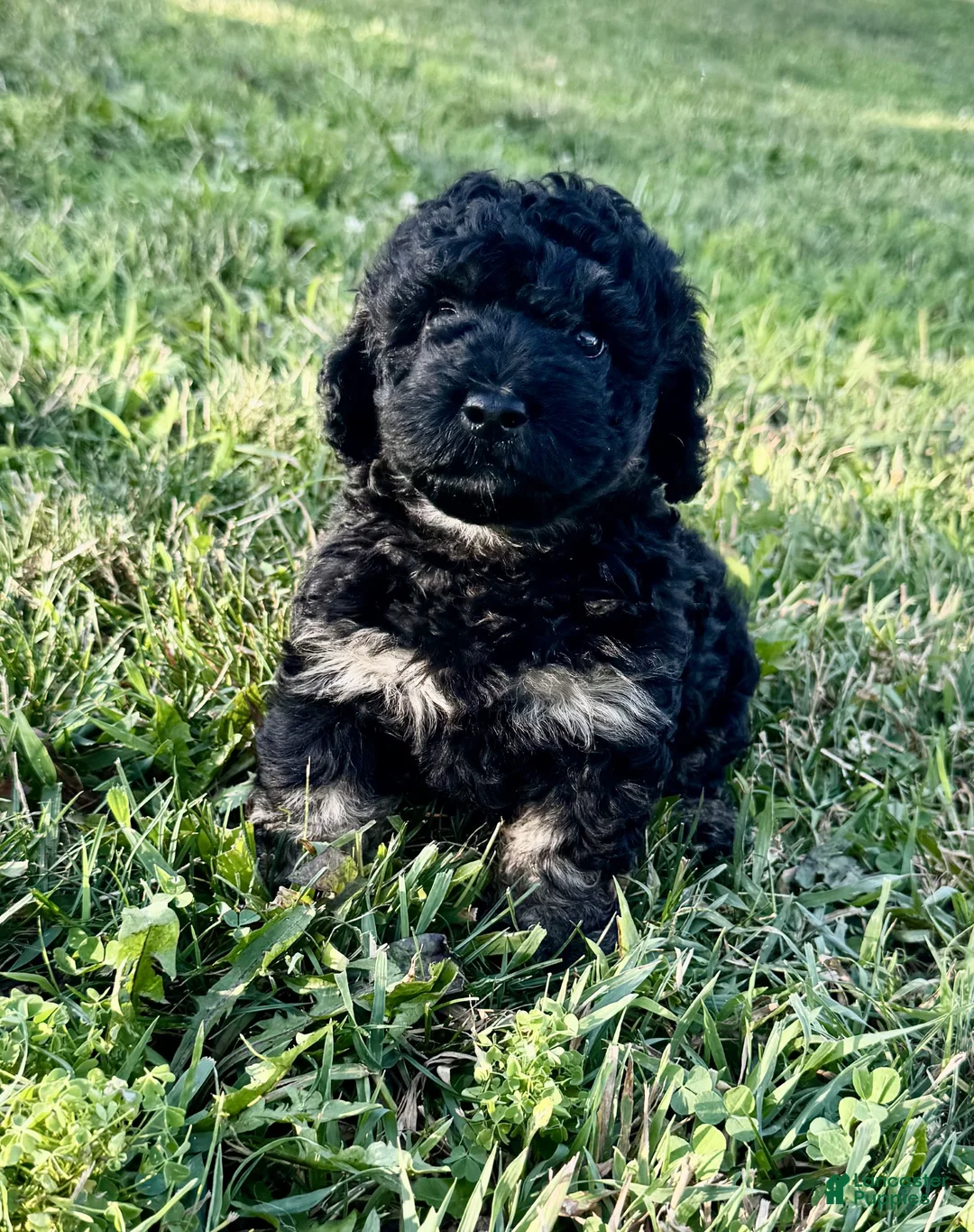 Cockapoo dogs for sale: Gavin - Ad 2