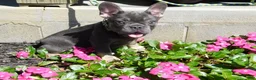 French Bulldog dogs for sale: French Bulldog 1 - Ad 14