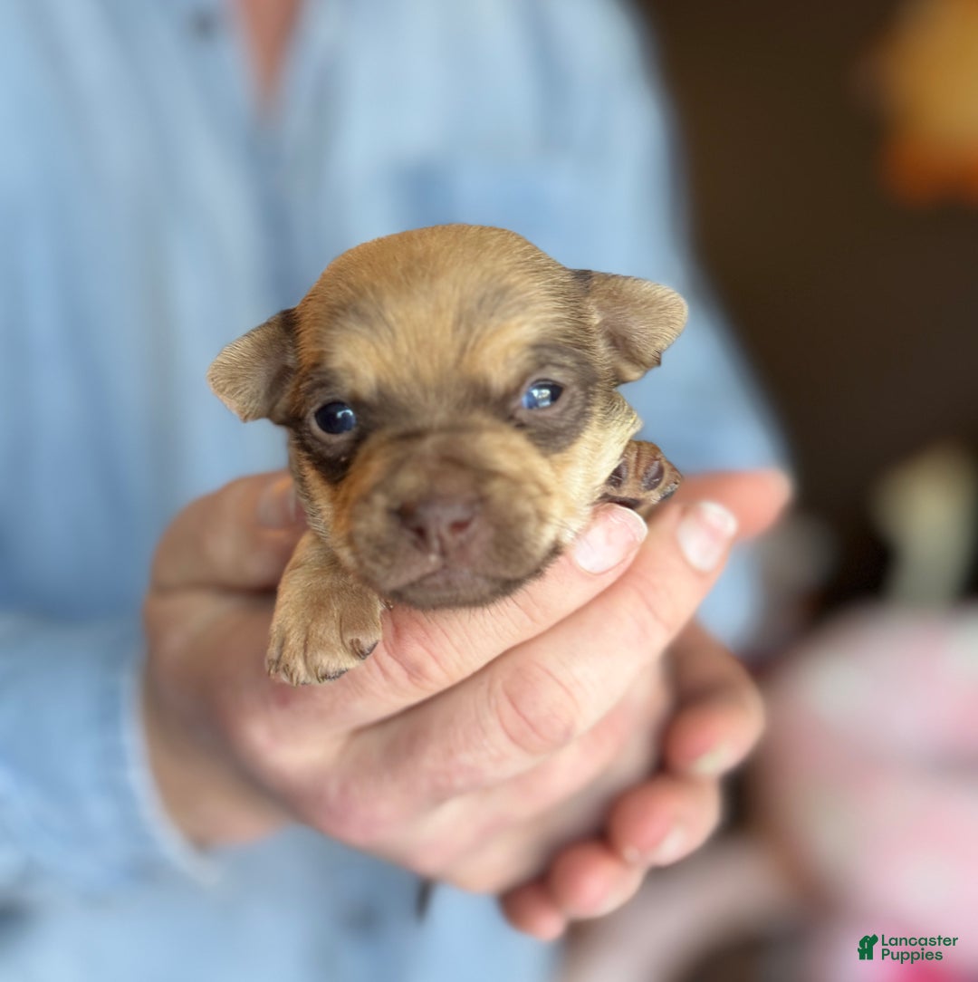 Chihuahua dogs for sale: Brandy  - Ad 3