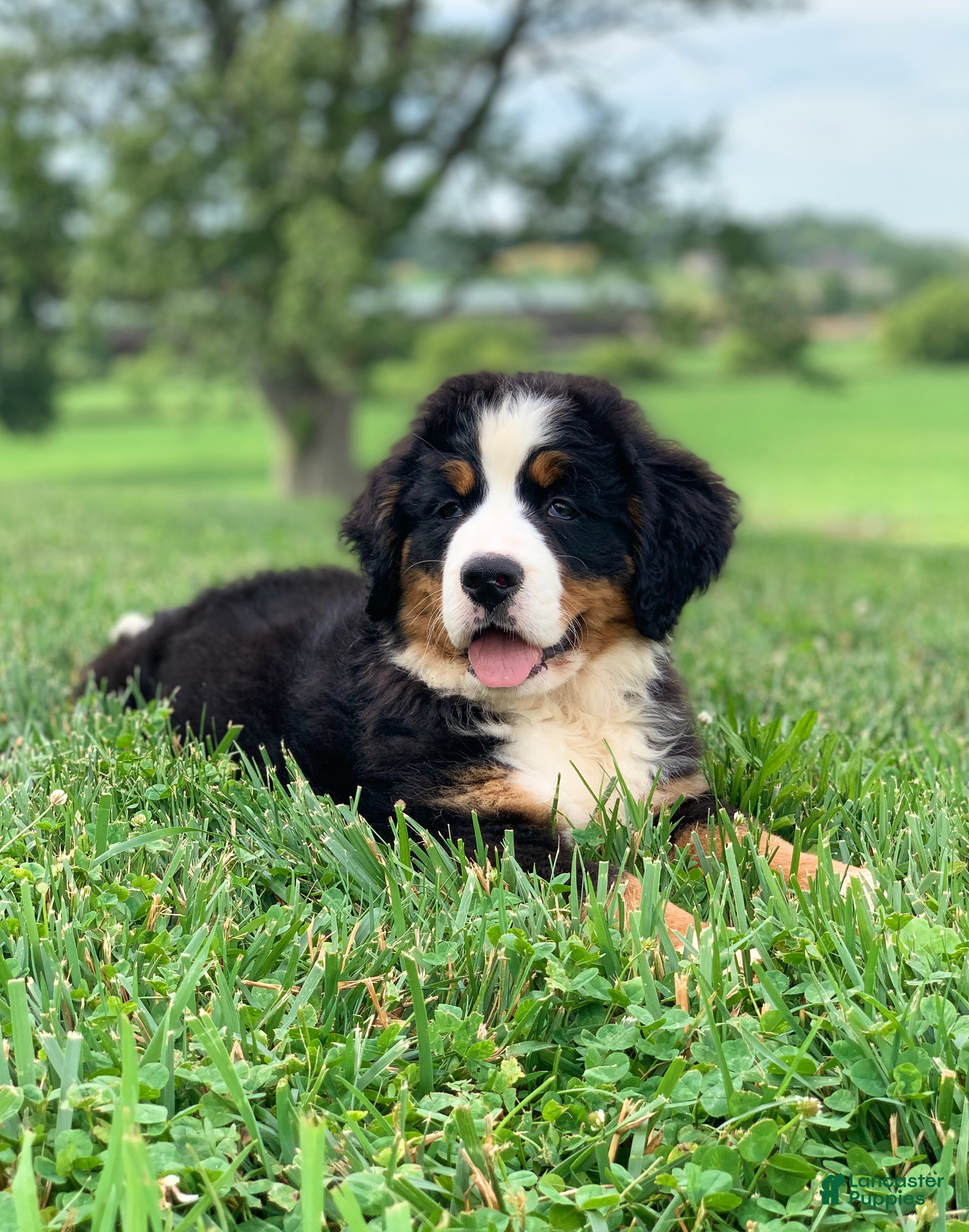 Bernese Mountain Dog dogs Willow  - Ad 1