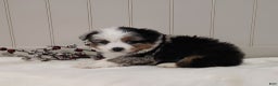 Miniature Australian Shepherd dogs for sale: Miniature Australian Shepherd Puppy 3 - Ad 3